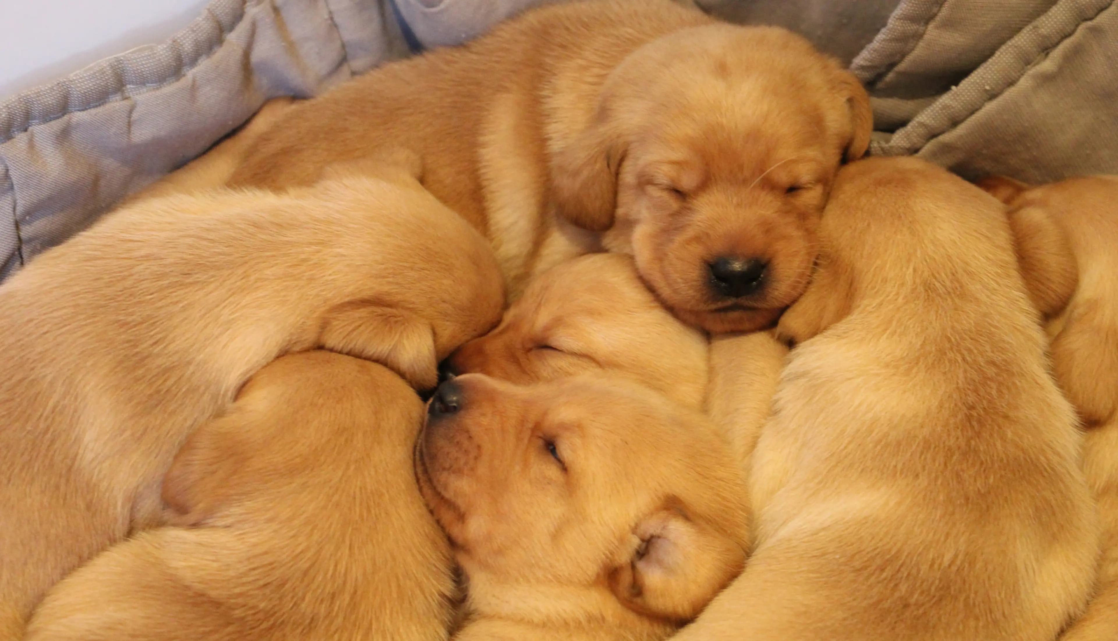 10 Valper - Labrador Retriever