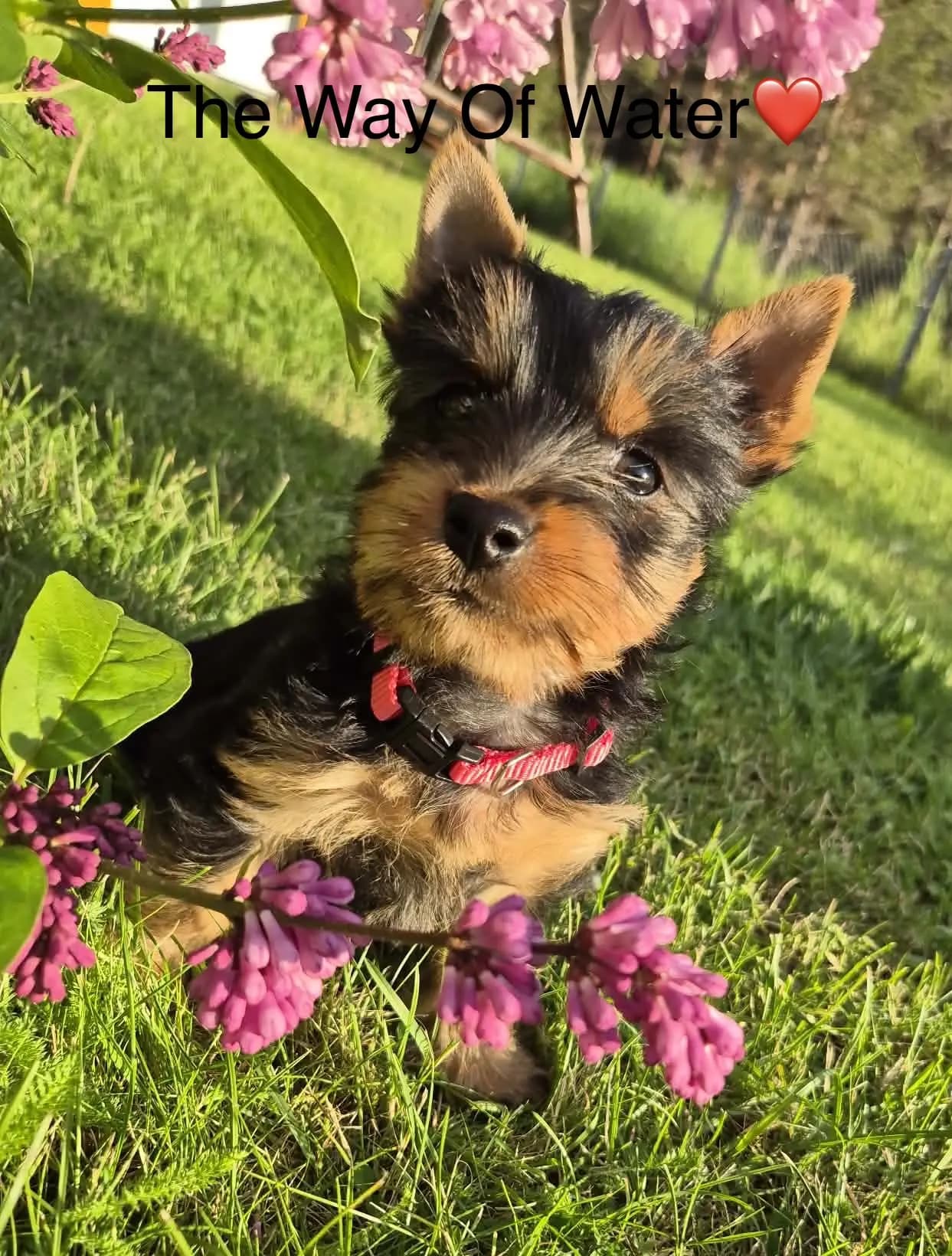 5 Valper - Silky Terrier