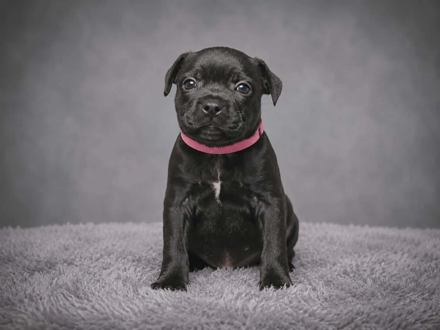 7 Valper - Staffordshire Bull Terrier