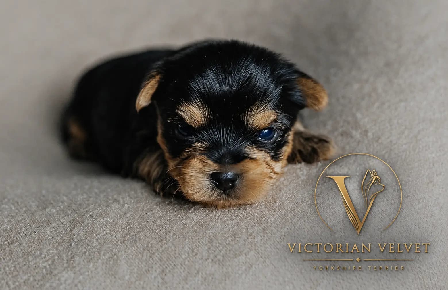 2 Valper - Yorkshire Terrier