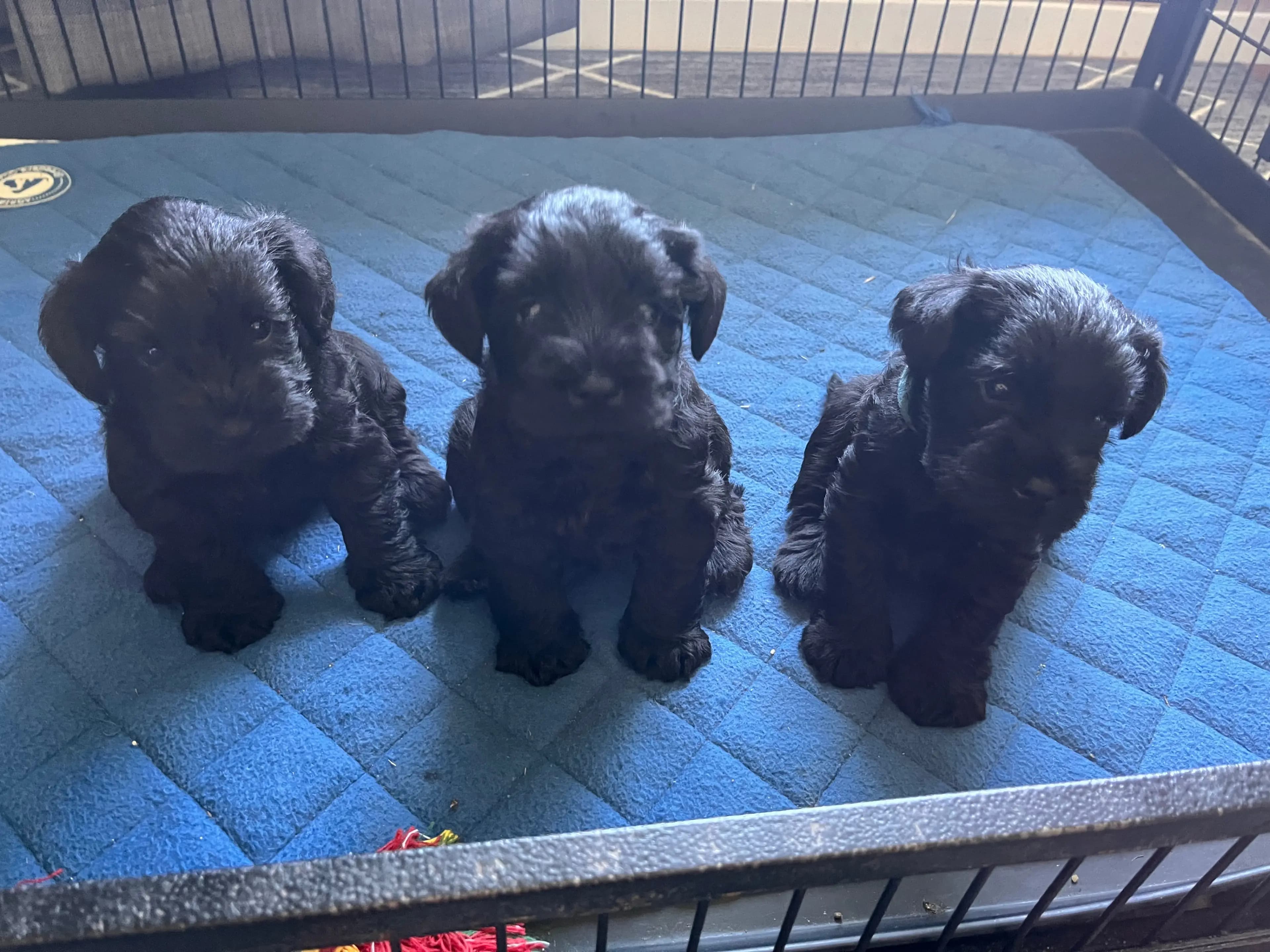 3 Valper - Dvergschnauzer Sort
