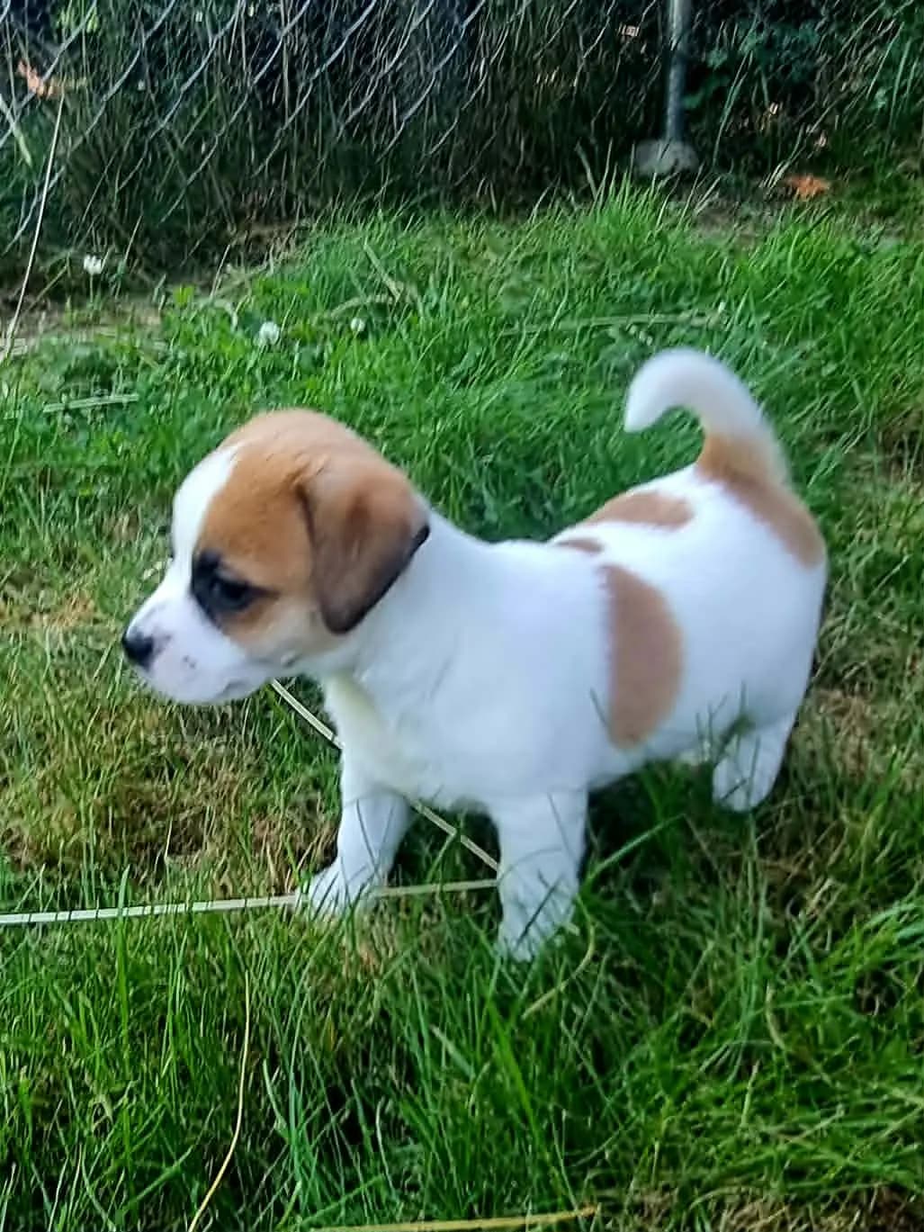 5 Valper - Jack Russell Terrier