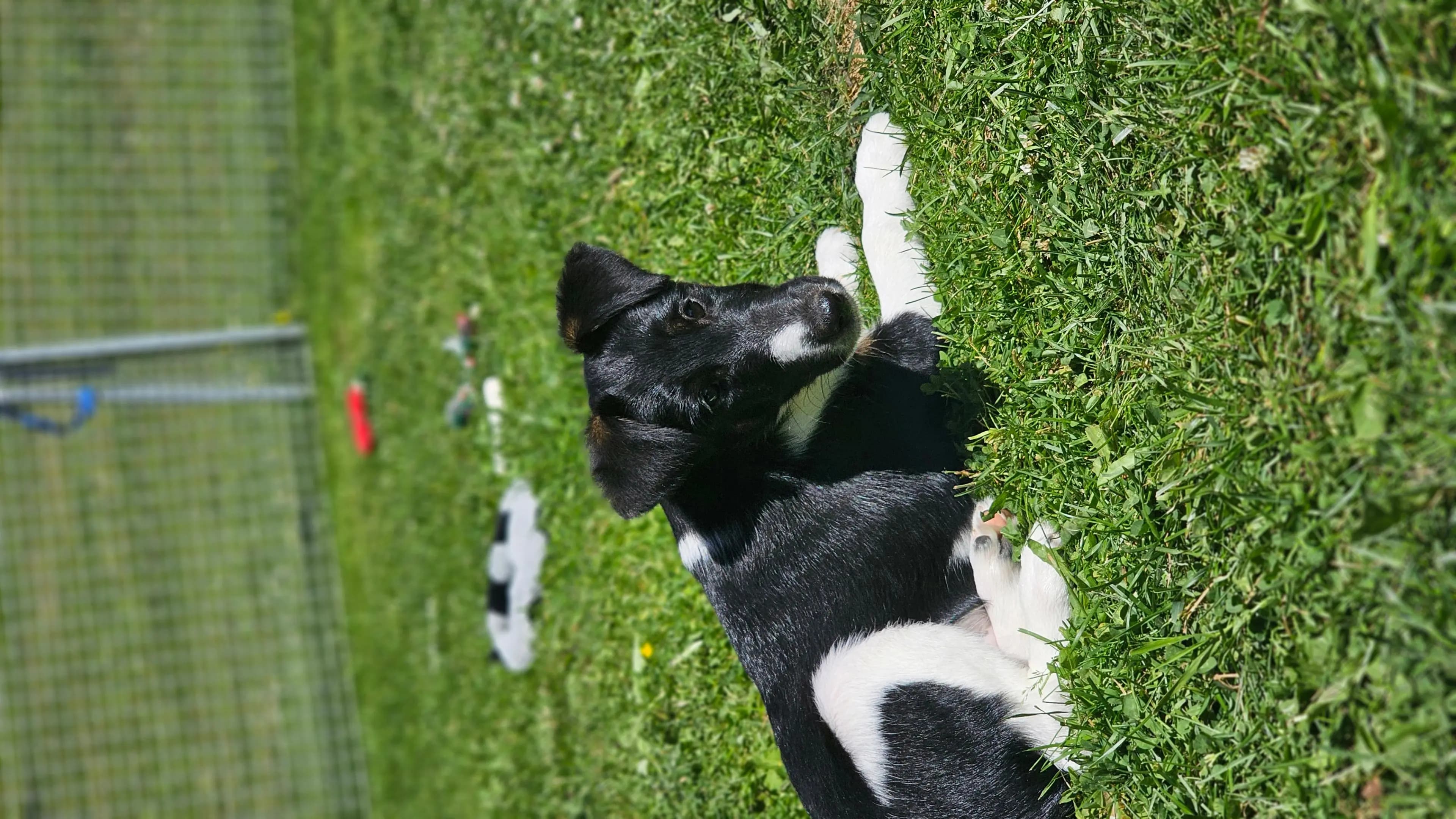 4 Valper - Fox Terrier Glatthåret