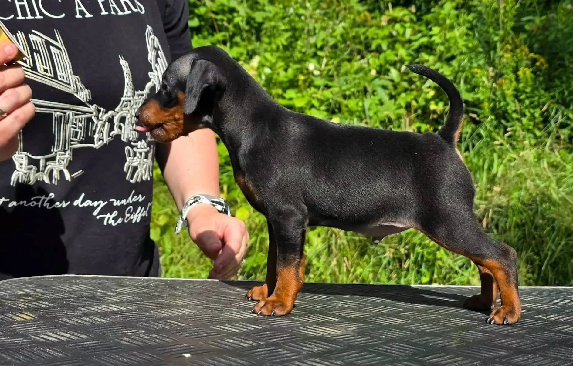 3 Valper - Dvergpinscher