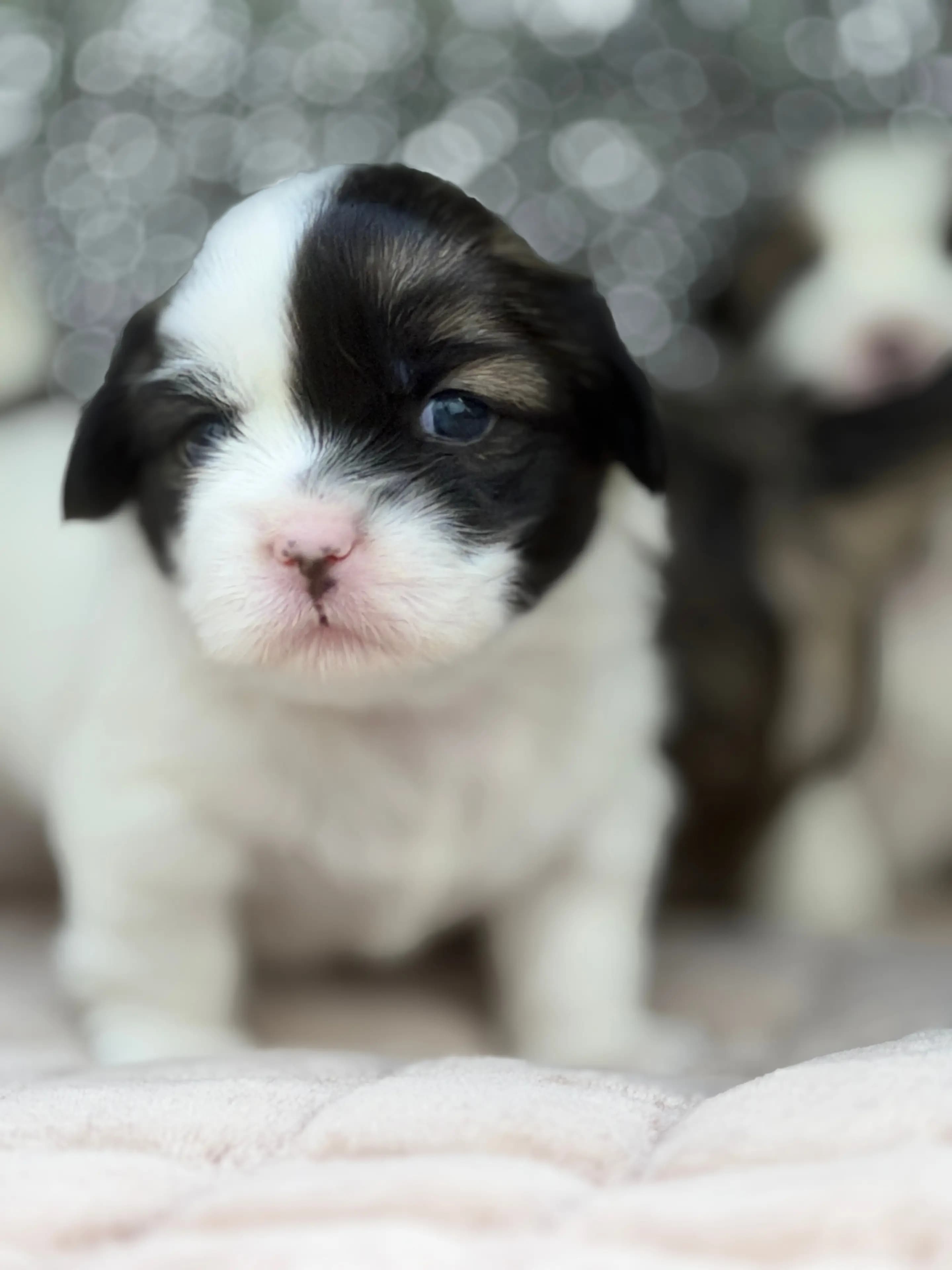 4 Valper - Tibetansk Spaniel