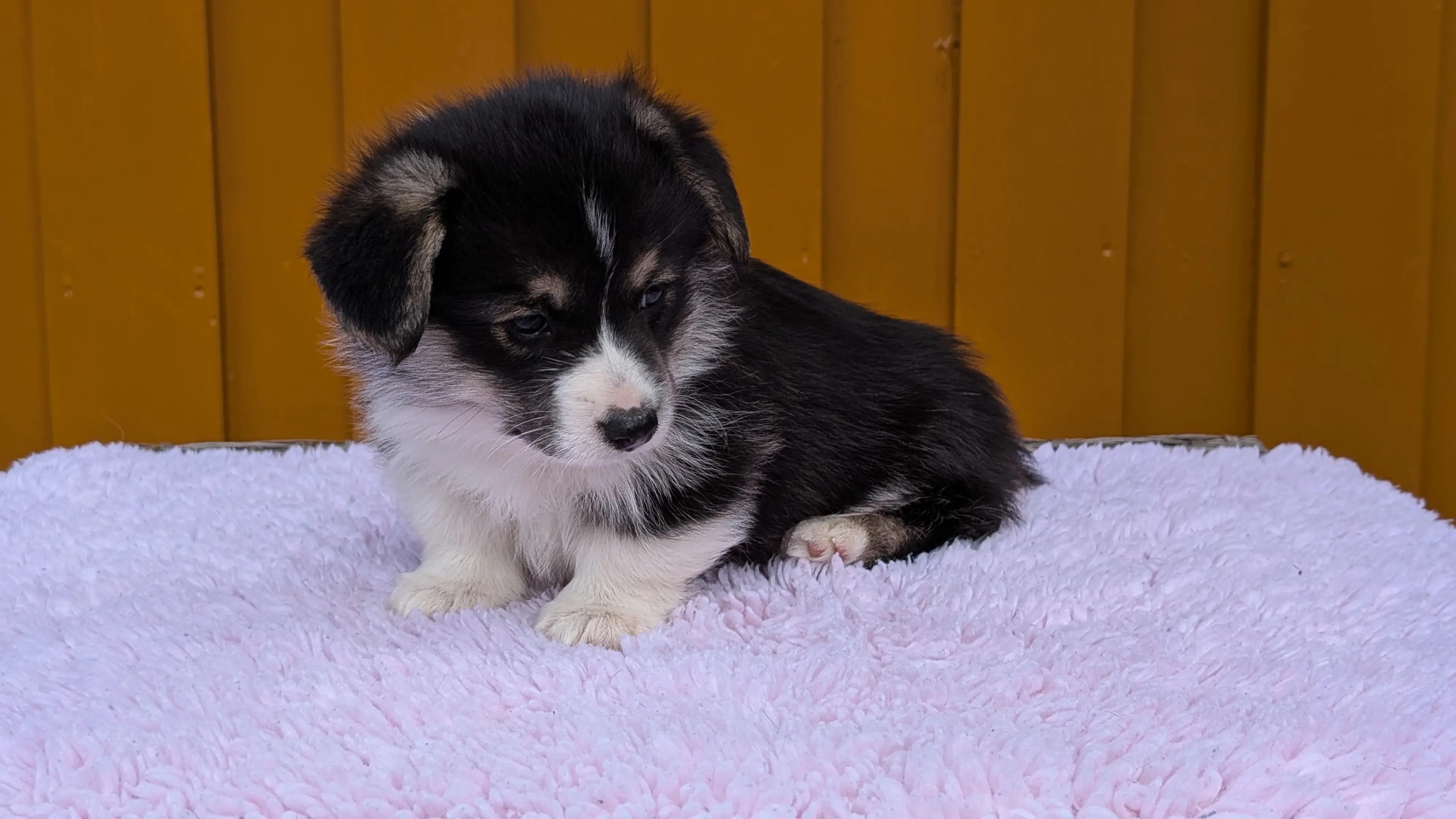 5 Valper - Welsh Corgi Pembroke