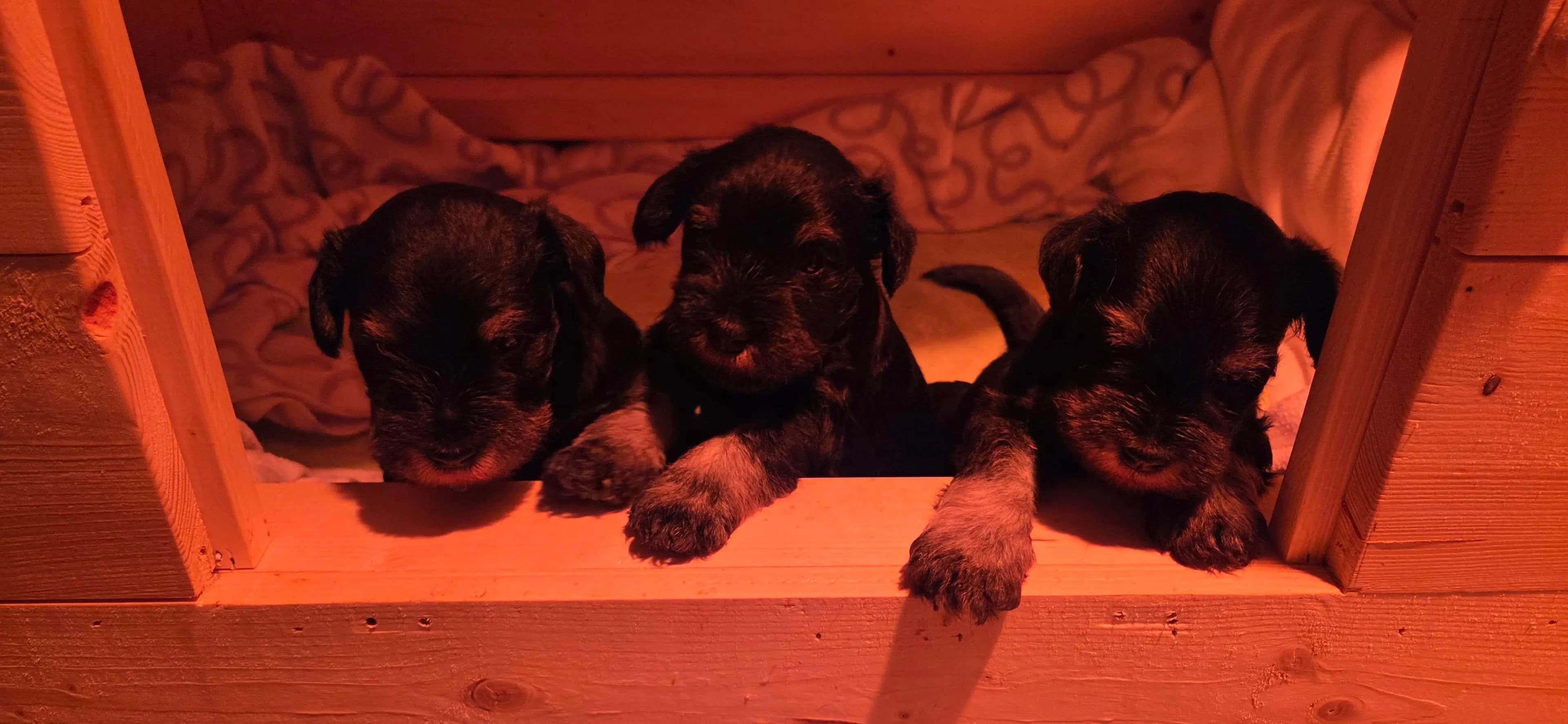 3 Valper - Dvergschnauzer Sort/silver