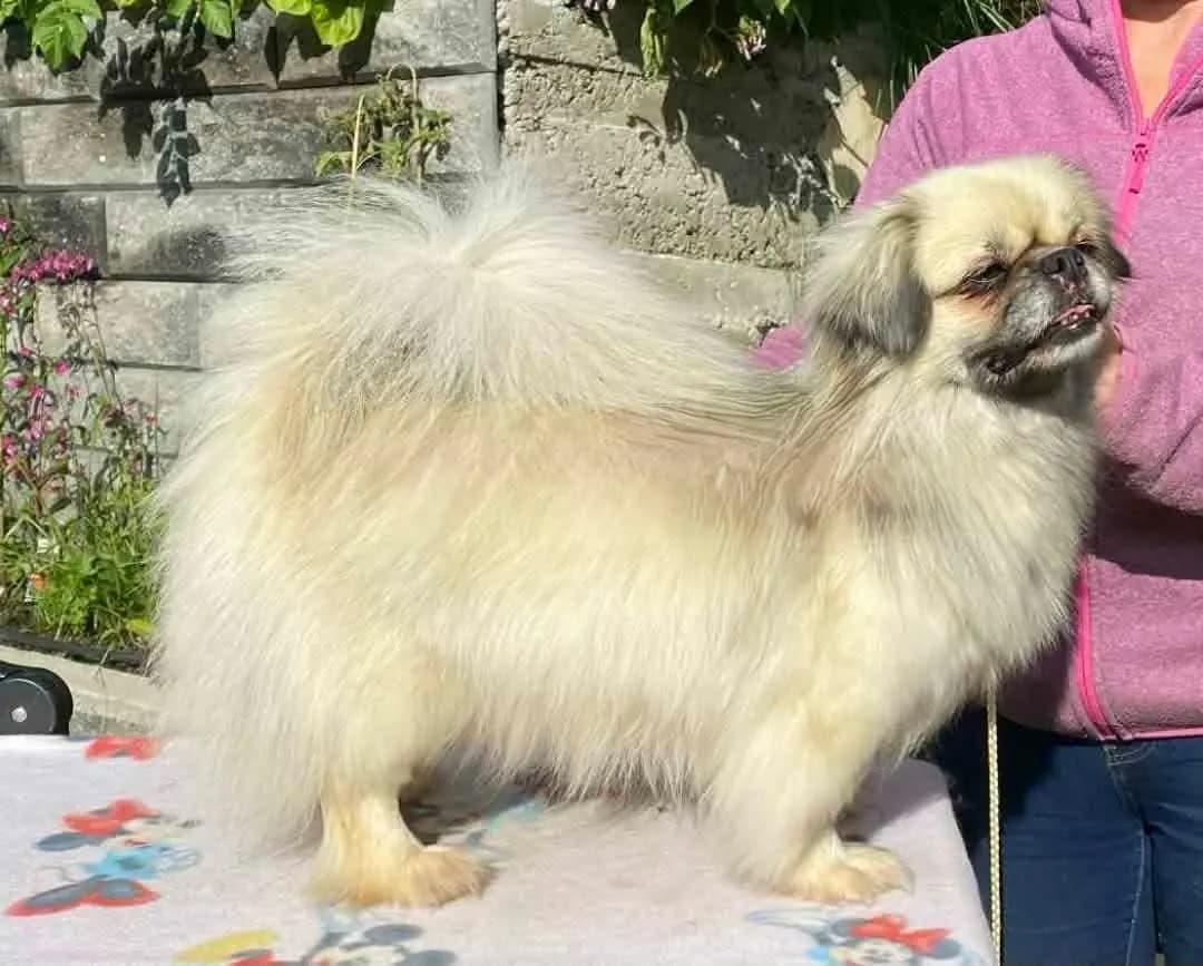 7 Valper - Tibetansk Spaniel