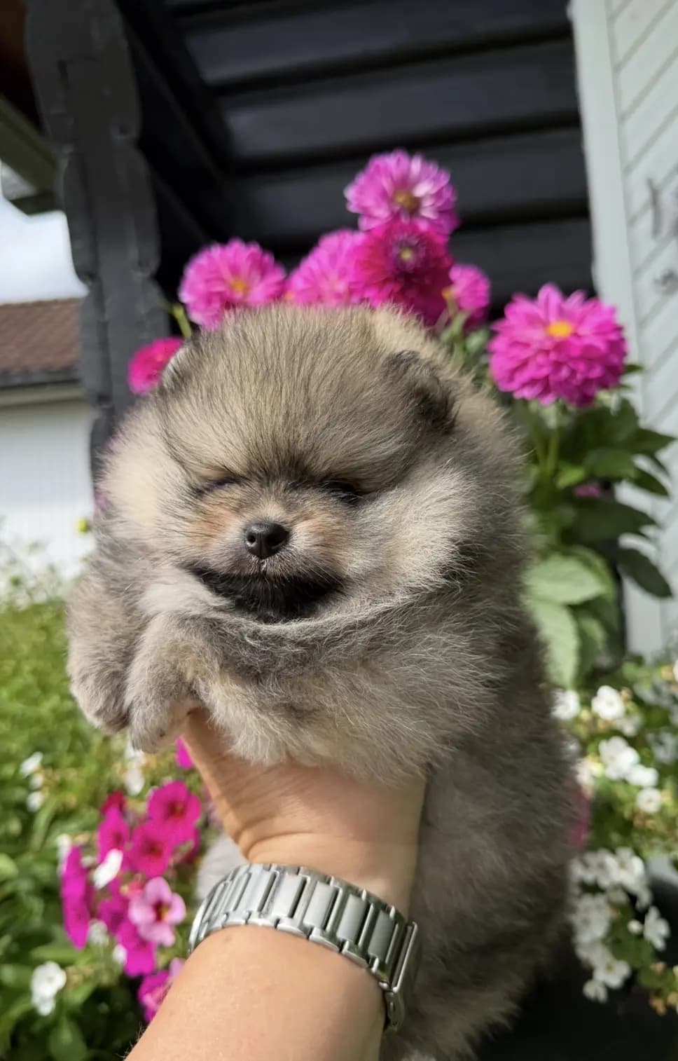 1 Valper - Pomeranian