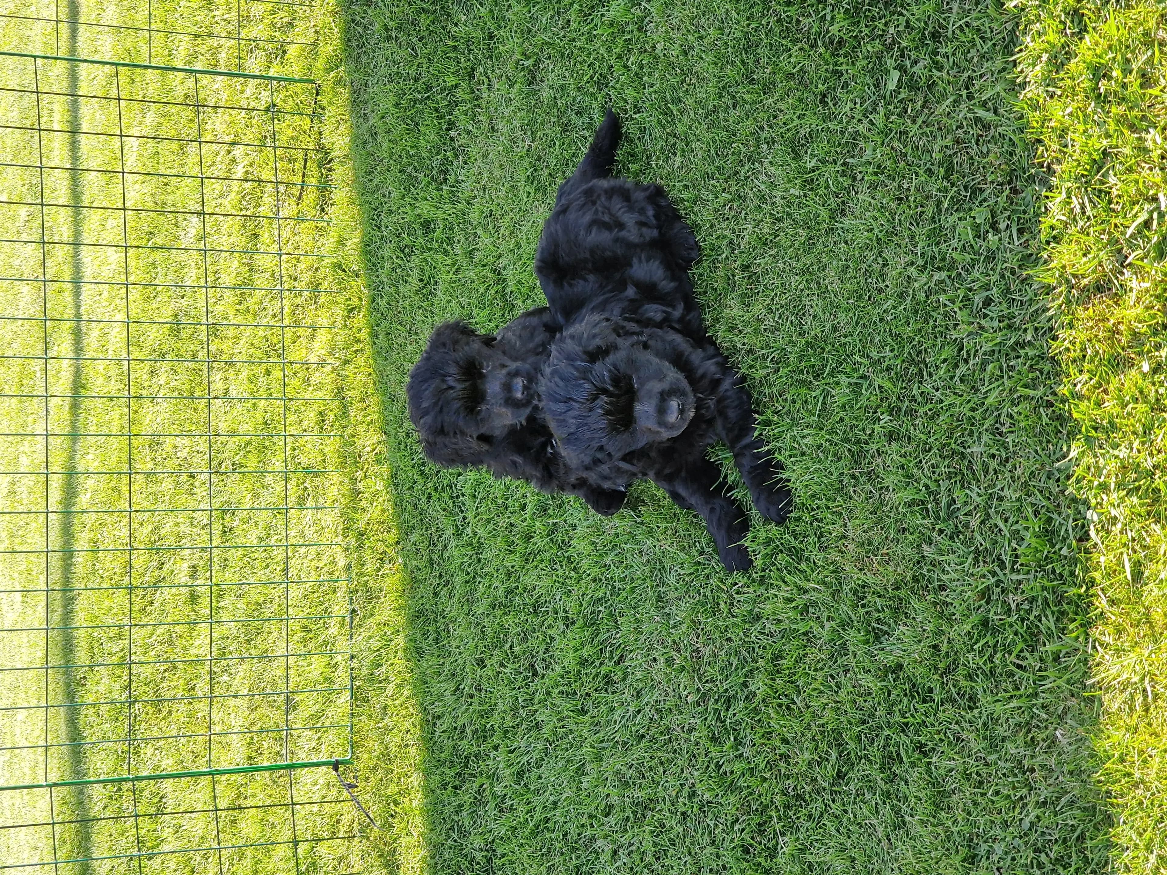7 Valper - Portugisisk Vannhund