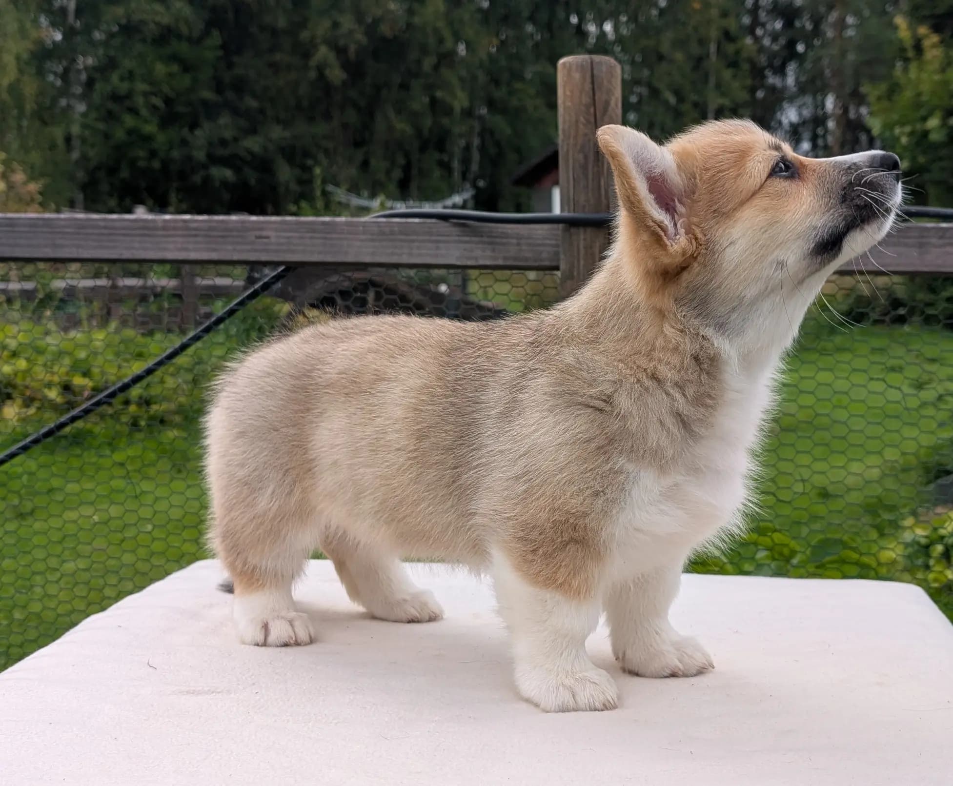 5 Valper - Welsh Corgi Pembroke
