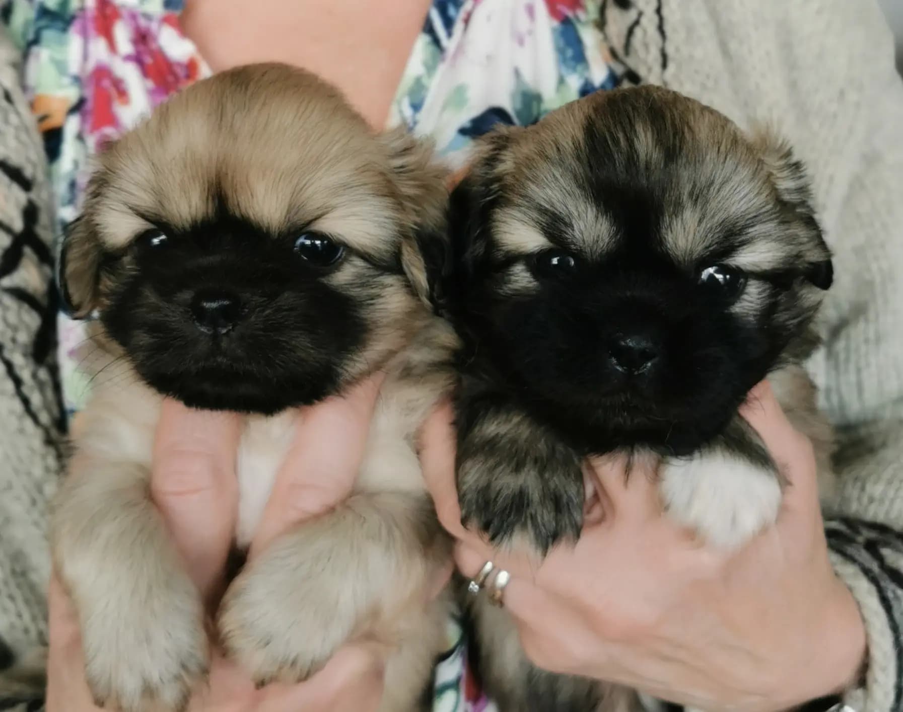 4 Valper - Tibetansk Spaniel