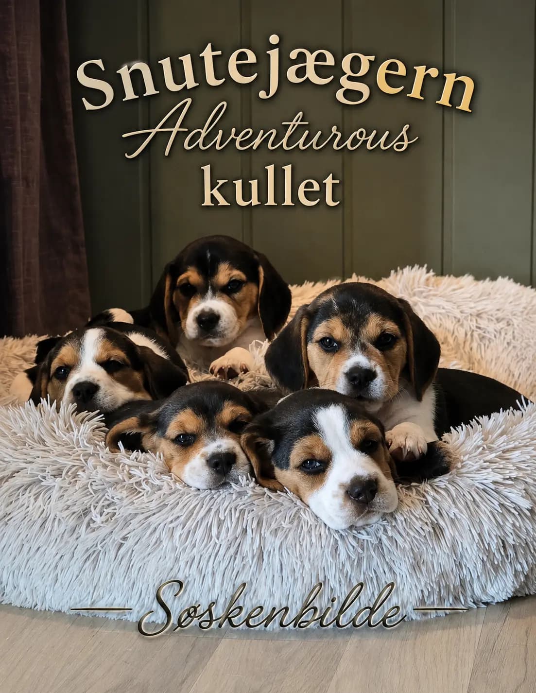 5 Valper - Beagle