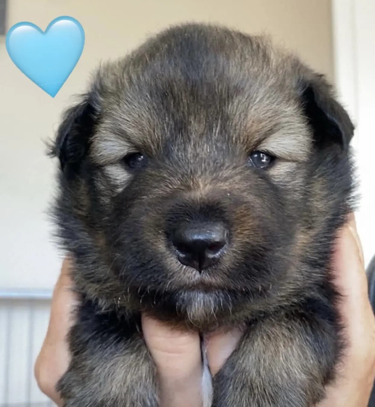 5 Valper - Finsk Lapphund