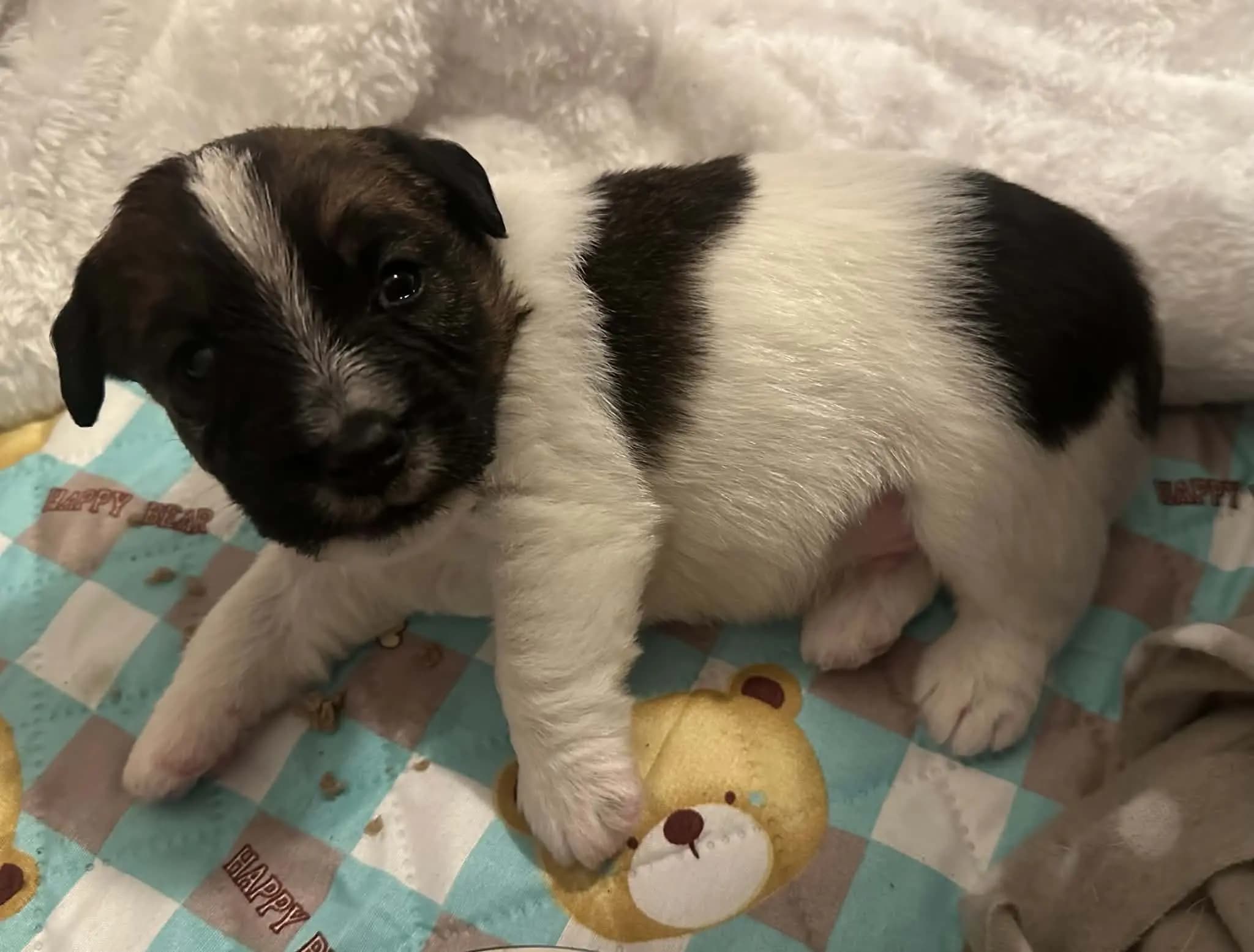 1 Valper - Jack Russell Terrier