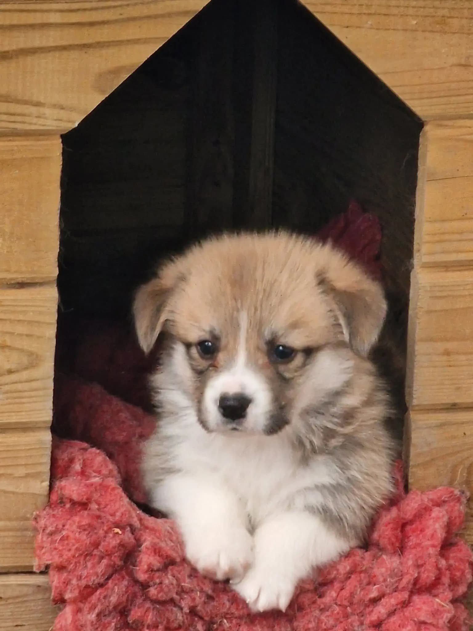 8 Valper - Welsh Corgi Pembroke
