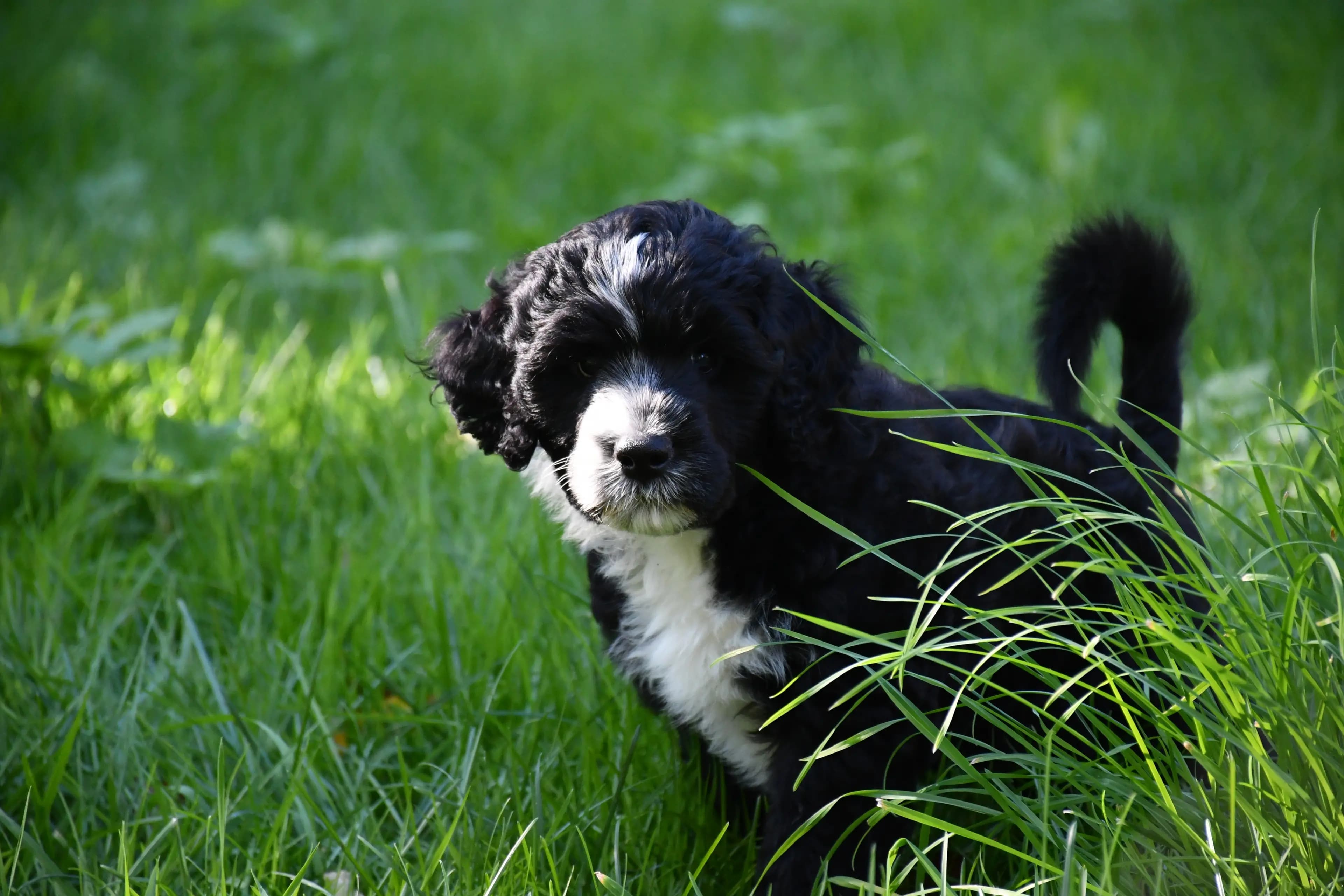 9 Valper - Portugisisk Vannhund