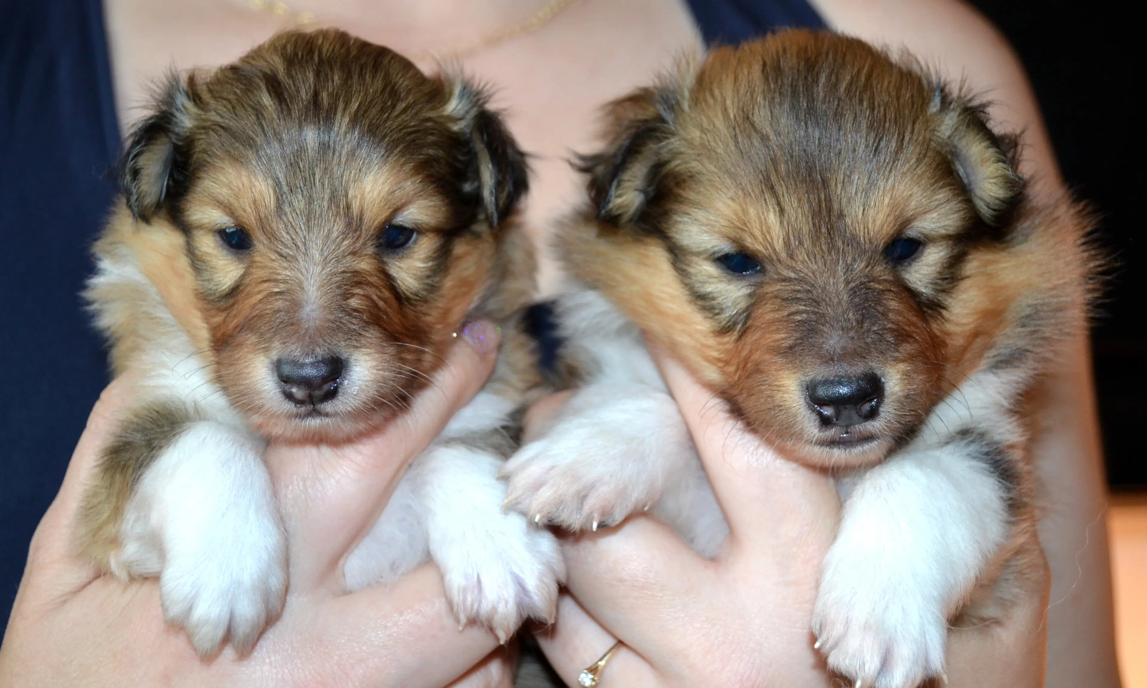 2 Valper - Shetland Sheepdog