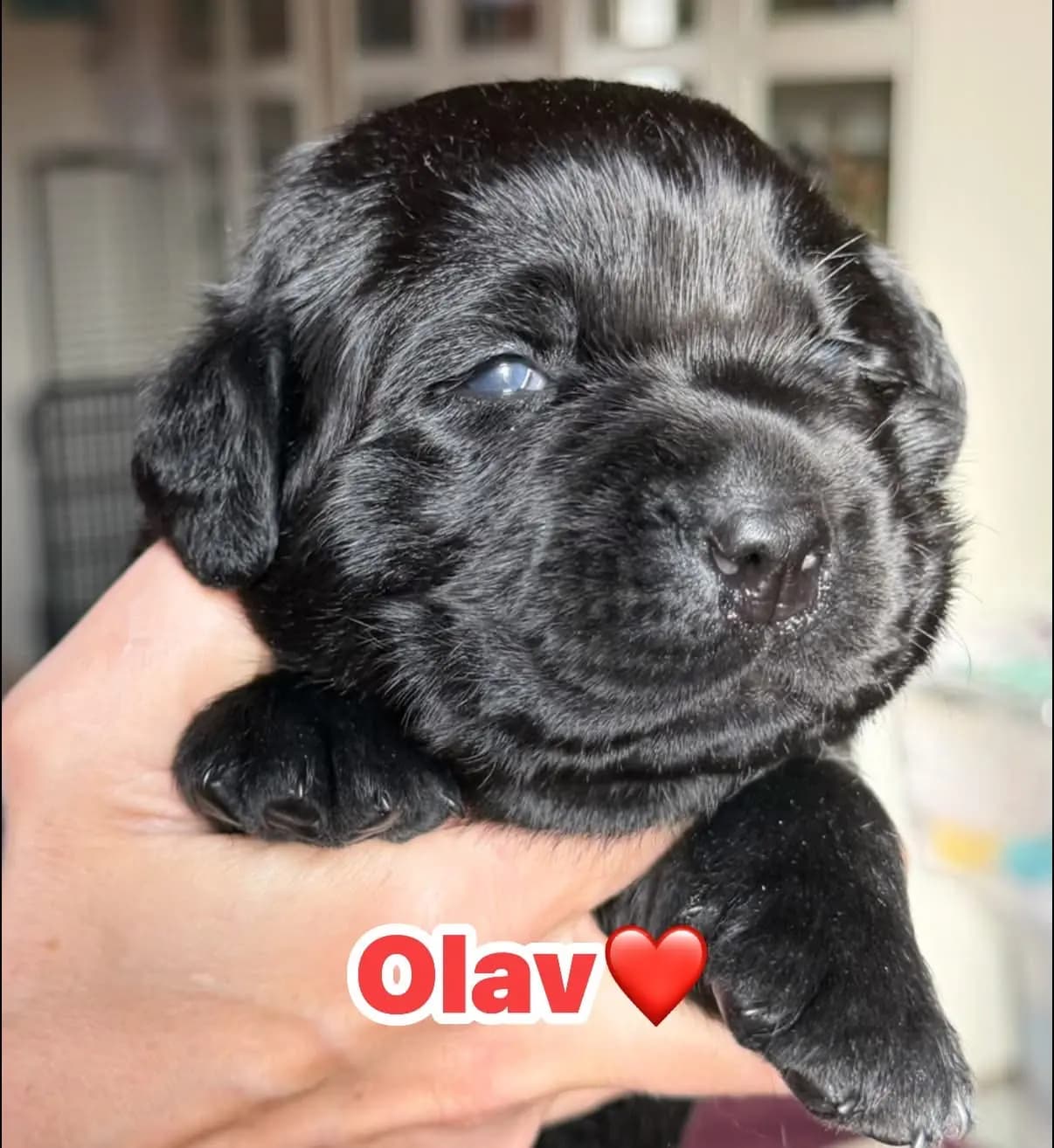 4 Valper - Labrador Retriever