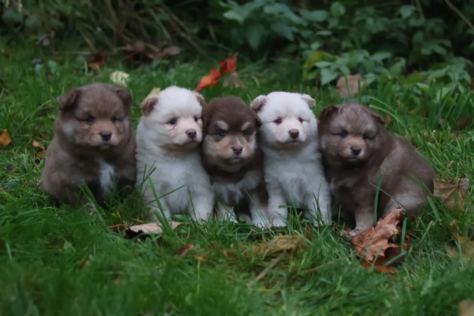 5 Valper - Finsk Lapphund