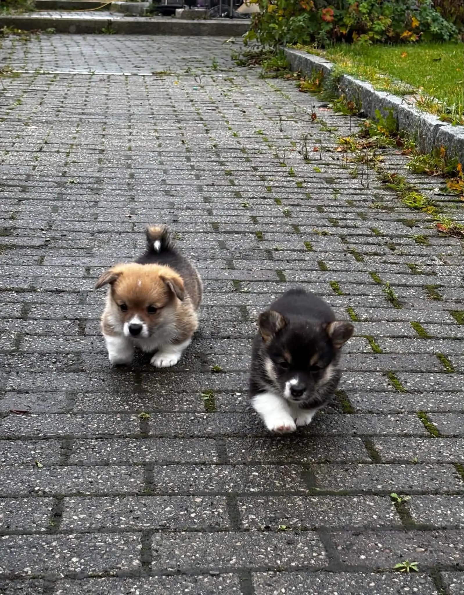 3 Valper - Welsh Corgi Pembroke